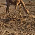 قعود و بكرة