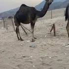 ناقتين ساحليات ملاقيات وسم واحد