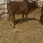 حسيب للبيع لباني