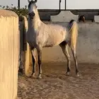 فرس واهو لم تسجل البيع شعبي