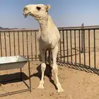 قعود باتلي كفو