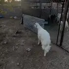 تم البيع خارج الموقع مبدا ولاكرامة سمين ونظيف شرط