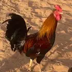 ديك عربي ترثه