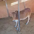 حسيلة للبيع