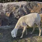 رخل عليها رخل