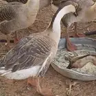 وز عراقي منتج عدد 8