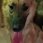 جيرمن انثى وجرو ذكر