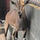 معزا مطوره مهجنه لون الصيد هجين وعل