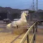 خيل واهو للبيع