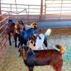 3 تيوس جنوبيات وجفرتين