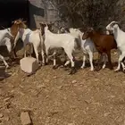 تيوس بلدي مخصاه