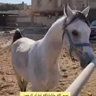 خيل عربي واهو