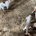 شاه تحتها اثنين