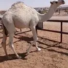 حاشي مفرود مقفل شحم