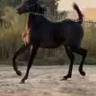 مهر من نوادر الشعبي