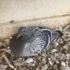 زغاليل ذبح زاجل و بلدي