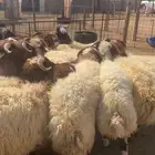 جذعان نعيم للبيع