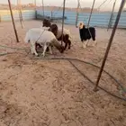 بهم تربيه تم البيع