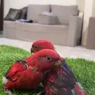 فروخ غر رد لوري