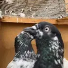 حمام باكستاني اصل