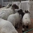 شياة نعيم صنف متابيع