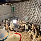 صوص بلدي وفيومي