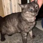 وجدنا قط ذكر تائه -رمادي