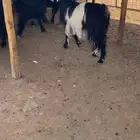 عارضيات مضاريع