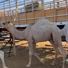 قعود قصب مع التوصيل لرياض