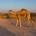 قعود جذع باتلي