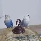 زوج روز منتج