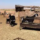 معزا عوارض 3 يتبعها 5