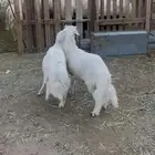 تم البيع خروفين صفر فل الفل مشروطة وتغذية نظيفة