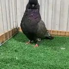 نثيه لونق فيس كلين