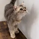 قط سكوتش فولد للتبني