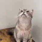 قطه سكوتش ستريت( تم البيع)