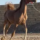 مهره واهو شيخة