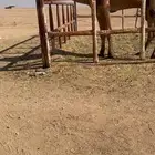 ماشاءالله للبيع الفحل طيب منتج