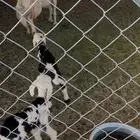 حريه تحتها 2 خرفان سنها سديس