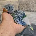 فرخ دره نيبالي