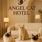 فندقة قطط   جدة