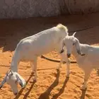 ماعز جنوبيات