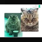 وجدت قط قطة مفقودة في حي الأرهري