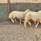 ذبايح للبيع