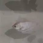 سمك غورامي فضية (Silver Gouram)