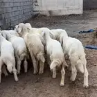 للبيع طليان السعر 890