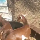 3تيوس وخروف واحد