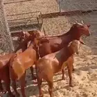 5 تيوس مغلقة جملة وتفريد(( تم البيع ))