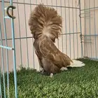 انثى جاكوبين مستوى فاخر