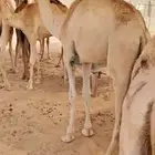 عروض القعدان مستمرة.. الكمية محدودة